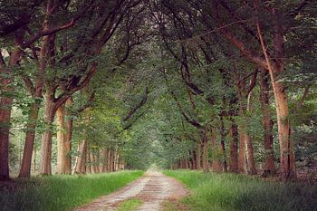 Boslaan in Nederland