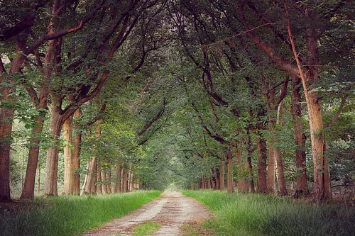 Boslaan in den Niederlanden
