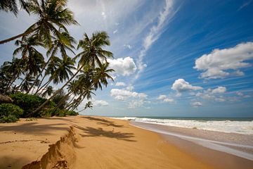 Strand met palmbomen, kust van Sri Lanka van Jan Fritz