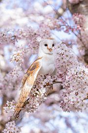 barn owl by By Angela