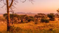 Zonsondergang in de Serengeti van René Holtslag thumbnail