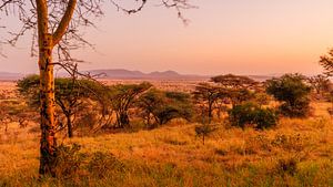Zonsondergang in de Serengeti
