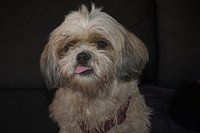 Schattige Shi-Tzu met uitgestoken tong