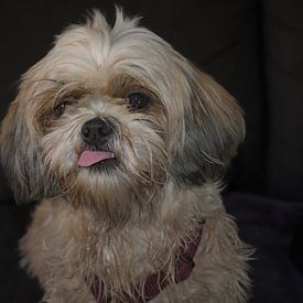 Schattige Shi-Tzu met uitgestoken tong van Kristof Leffelaer