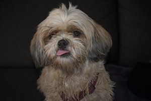 Schattige Shi-Tzu met uitgestoken tong