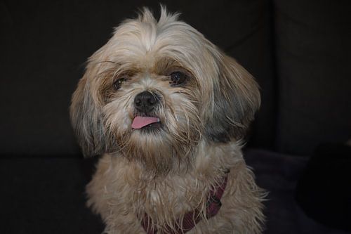 Schattige Shi-Tzu met uitgestoken tong