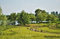 Landschap plaatje in Herwijnen