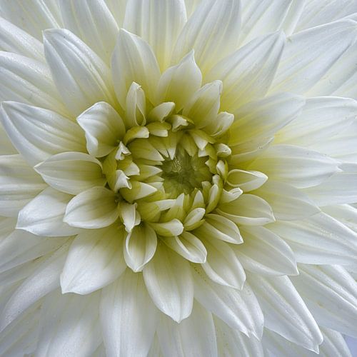 Close up van een witte Dahlia.