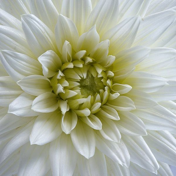 Gros plan sur un dahlia blanc. par Evelien Brouwer