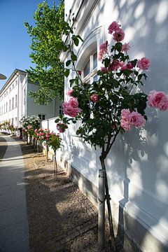 roze hoogstamrozen bij het Circus in Putbus op het eiland Rügen van GH Foto & Artdesign