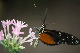 De vlinder op de rose bloem van EVH Cinematography