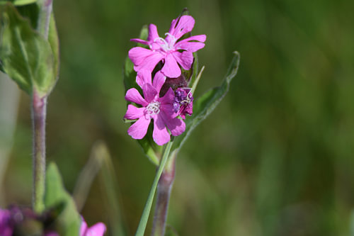 Fleur