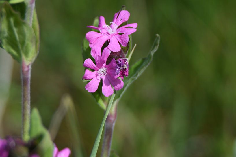 Blüte von Josef Schütte