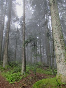 Mystischer Schwarzwald - Pfade der Stille VI