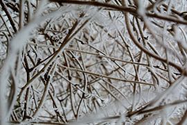 Bevroren, frozen by Astrid Koopmans