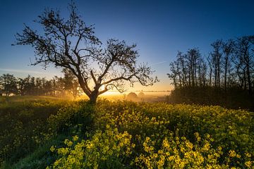 Blue and Yellow Mornings van Frank Laurens