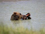 Grizzlybeer - Alaska  by Tonny Swinkels thumbnail