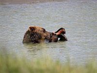 Grizzlybeer - Alaska 