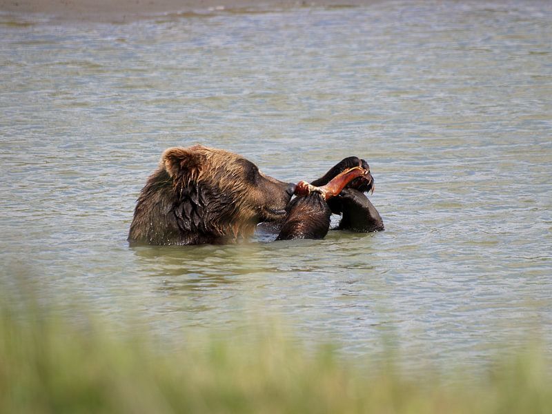 Grizzlybeer - Alaska  by Tonny Swinkels