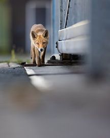 Fuchs von Pim Leijen