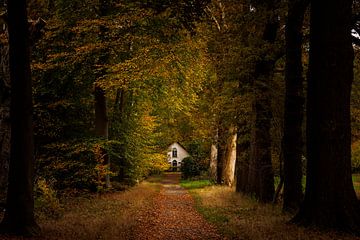 Bauernhaus in stimmungsvollem Licht im Wald