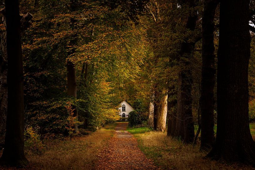 Farmhouse in atmospheric light in the forest by antonvanbeek.nl