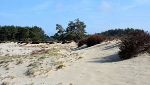Eine lange Wanderdüne auf einer Sandverwehung