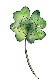 Four-leaf clover on a white background (watercolor painting flowers plants clover leaf happiness 4