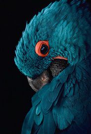 Blauer Ara mit Vintage-Farbschema von Designer