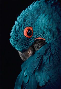 Blue macaw with vintage color scheme by Designer
