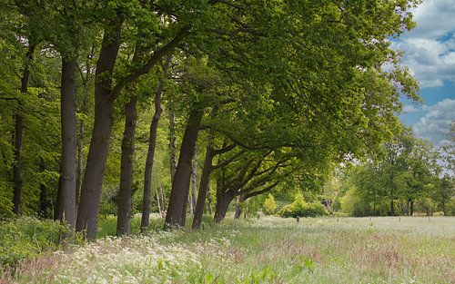 Veluwe Gelderland