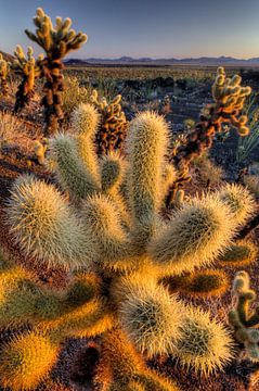 Kaktus (Opuntia echinocarpa) in Nahaufnahme im Organ Pipe Cactus National Monument, USA