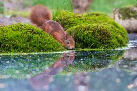 The Squirrel by Merijn Loch