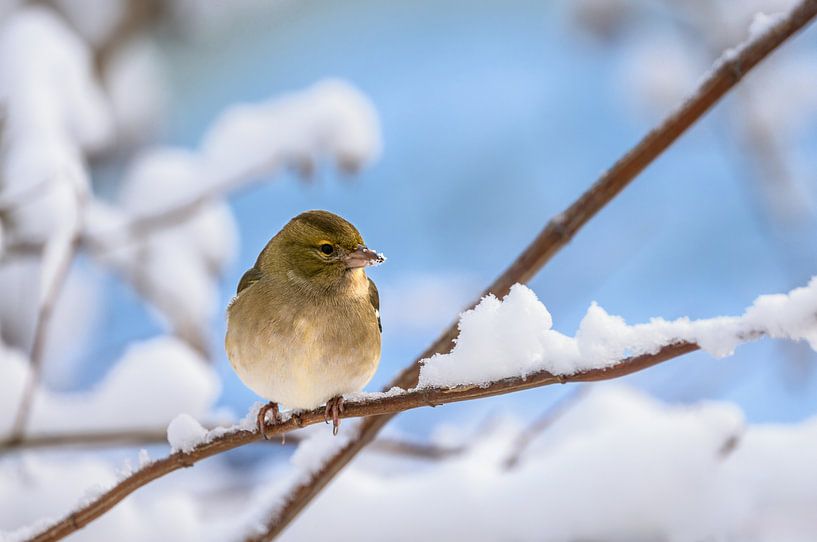 Close-up of a female chaffinch in the snow by ManfredFotos
