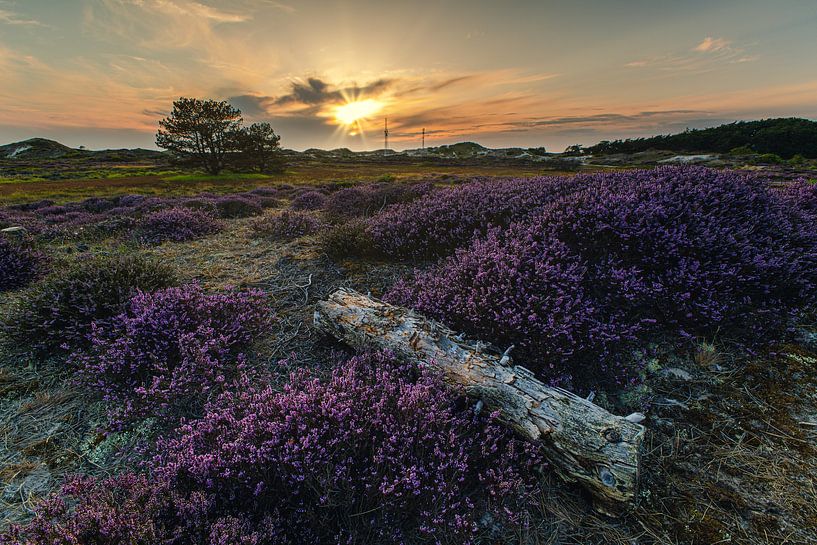 Tree trunk in the heather of the Schoorl dunes by peterheinspictures