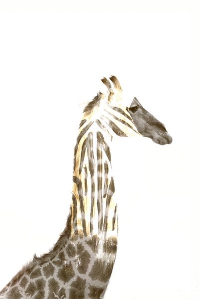 Giraf en zebra compositie witte achtergrond van Bobsphotography