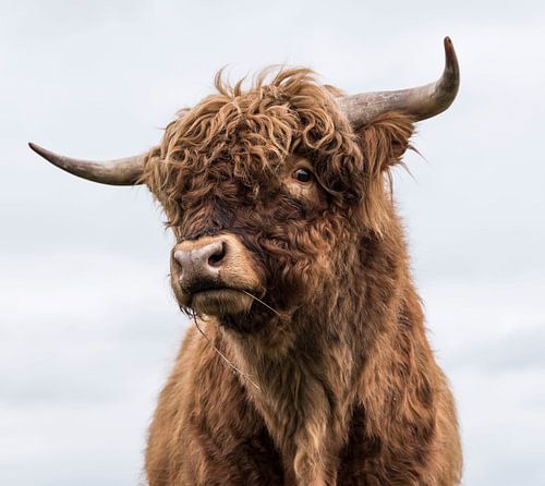 Portret Schotse Hooglander van Ans Bastiaanssen