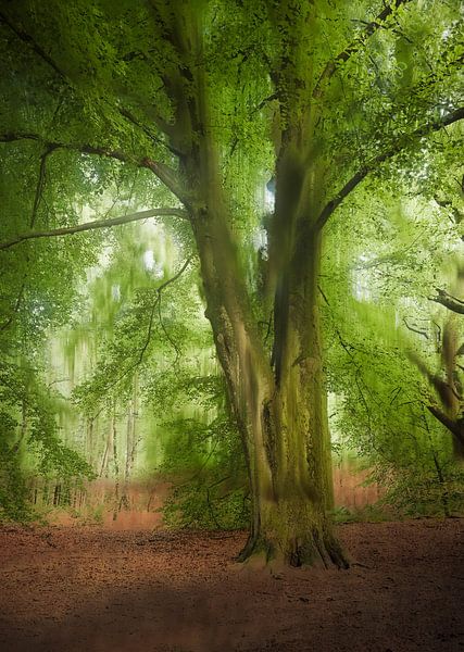 Wolfhezerheide part 128 by Tania Perneel