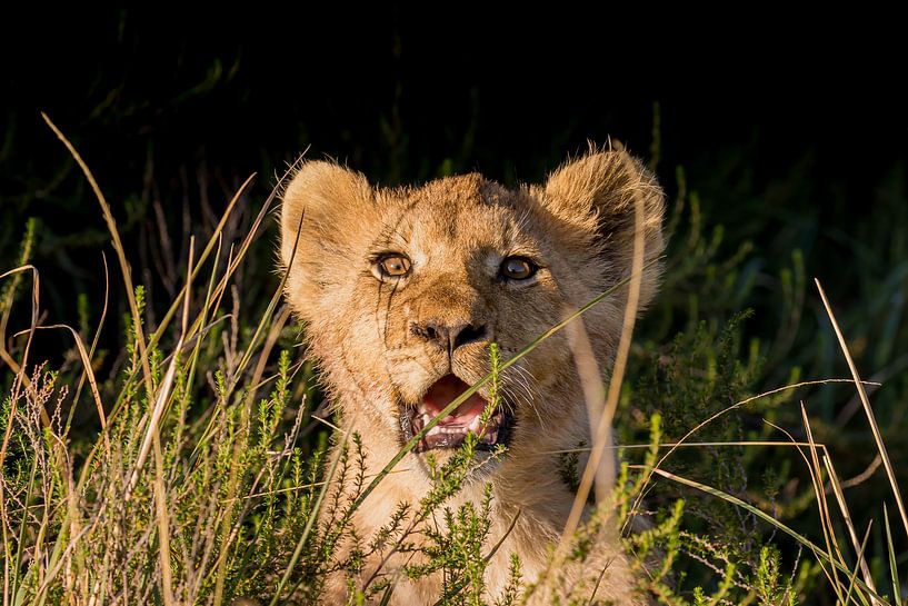 Löwenjunges im Gras Südafrika von John Stijnman