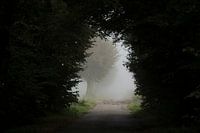 Een opening in het bos