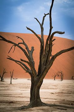 Deadvlei in Sossusvlei, Namibië, Afrika van Patrick Groß