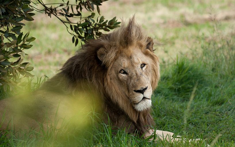 Rustende leeuw, Zuid Afrika van Chris van Kan