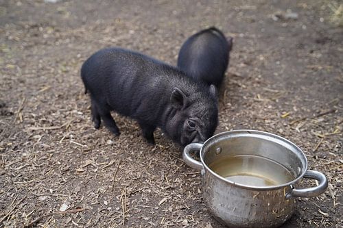 Mini biggetje bij zijn eerste uittocht op de boerderij.