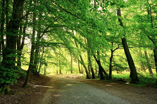 Forêt sur Ostsee Bilder