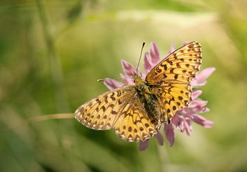 Fritillaire sur Lisa Bouwman