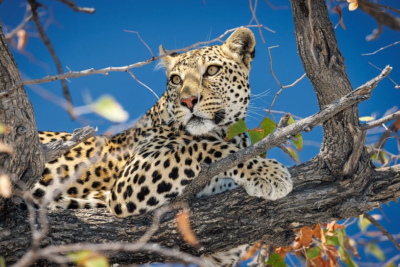 Cheetah on the lookout by Eddie Meijer