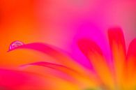 Flower Art   van Jessica Berendsen thumbnail