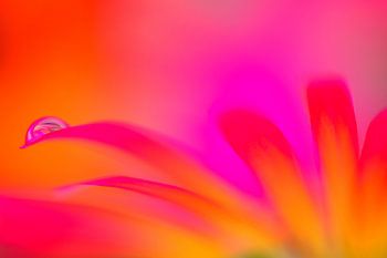 Flower Art  