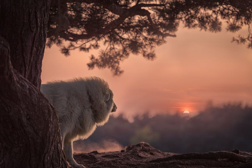Dog enjoys sunset by Desirée Couwenberg