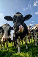 Vaches dans un champ regardant dans l'objectif